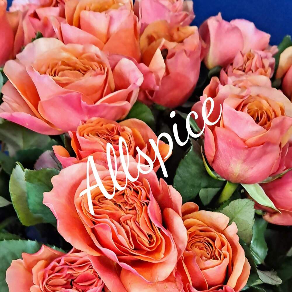 Allspice Roses