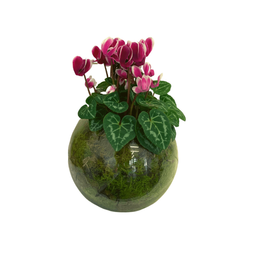 Cyclamen Fishbowl