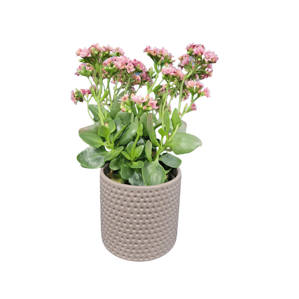 Potted Kalanchoe