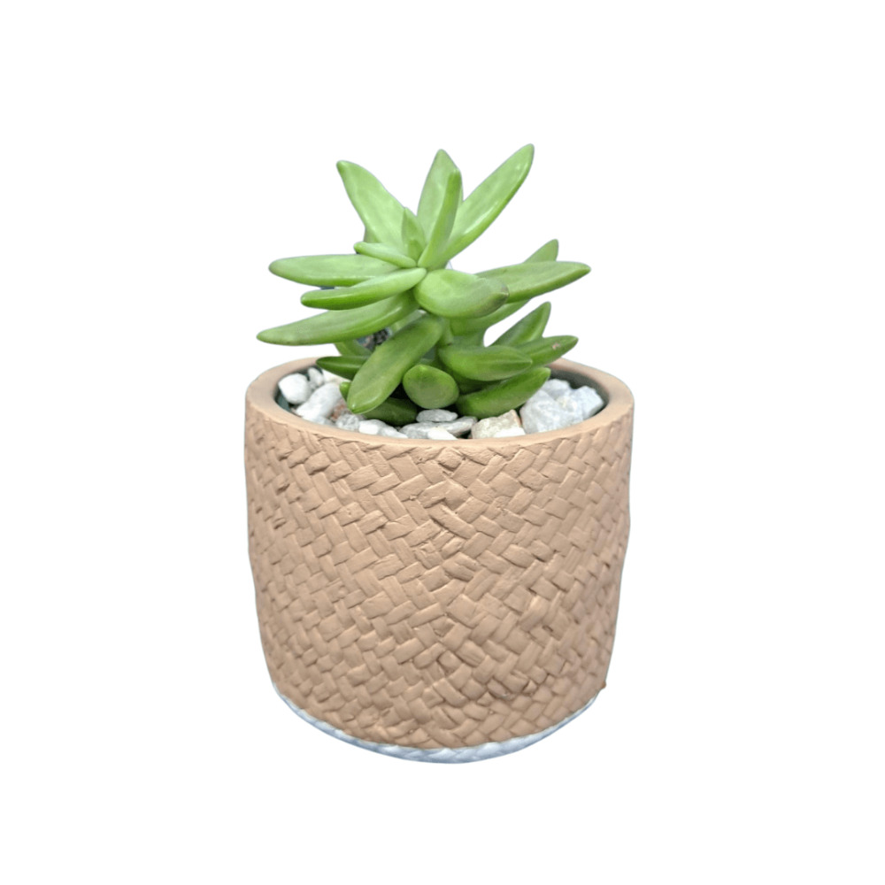 Potted mini succulent