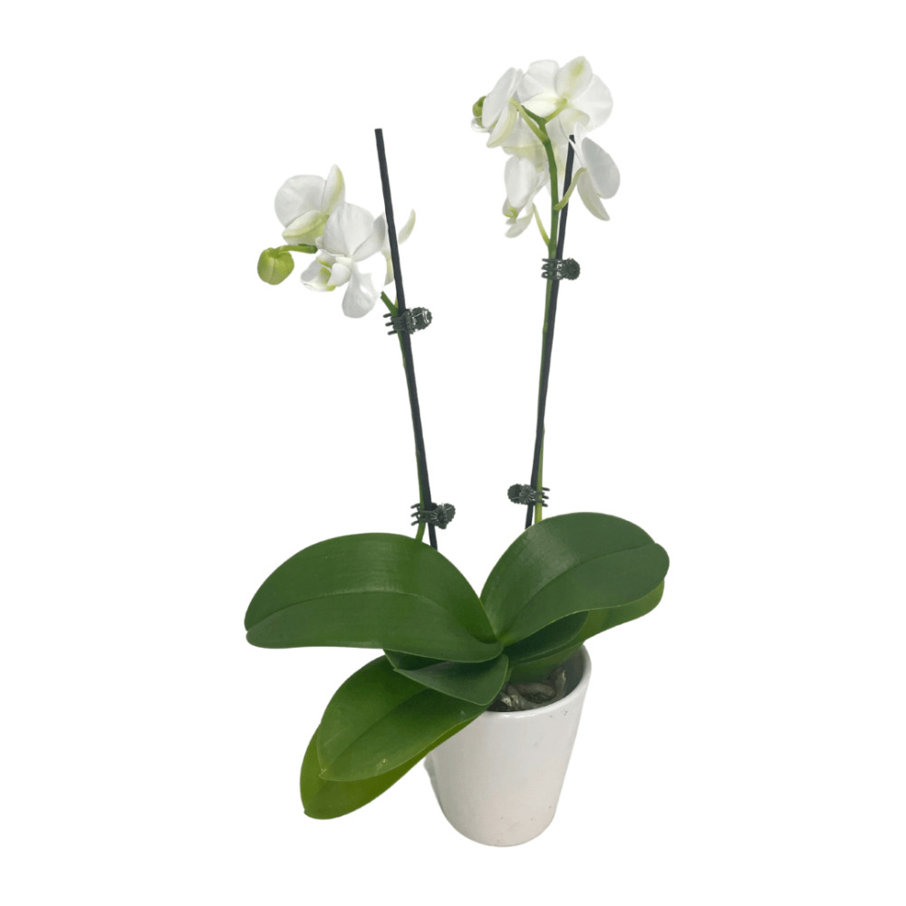 Mini orchid Pots