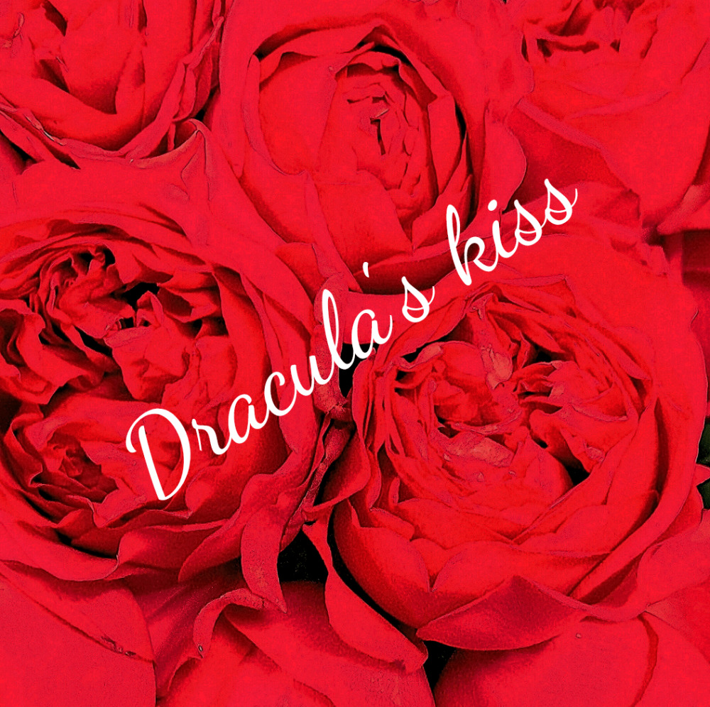 Dracula`s Kiss Roses
