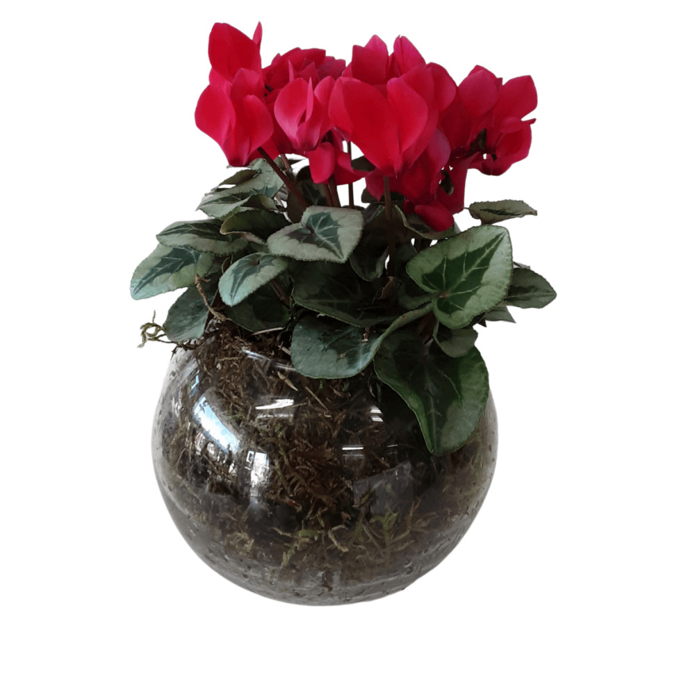 Fish Bowl Cyclman Plant