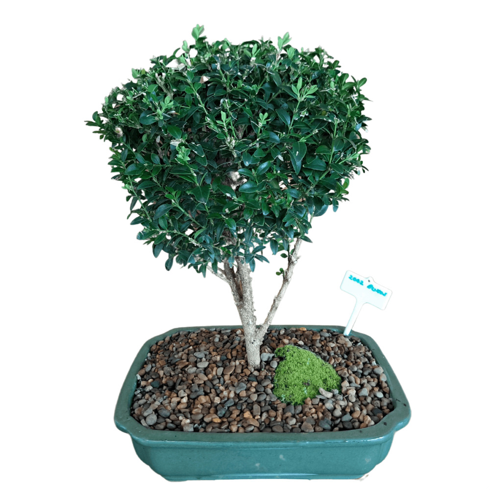 Bonsai Tree 