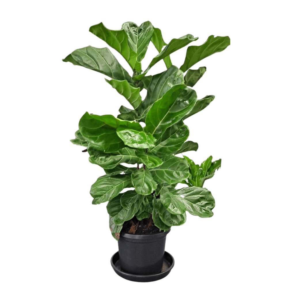 Giant Fiddle Leaf 