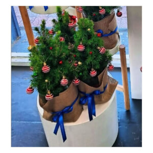 Living Christmas Tree
